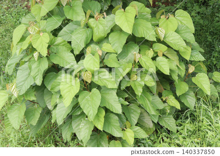 achiote on tree for harvest achiote on tree for harvest 140337850