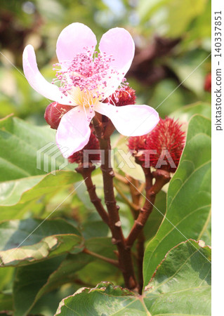 achiote on tree for harvest 140337851