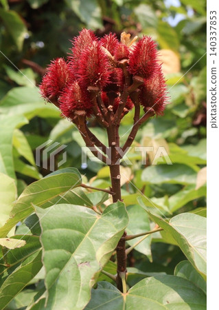 achiote on tree for harvest 140337853