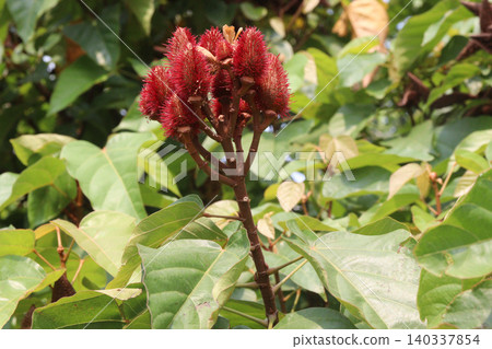 achiote on tree for harvest 140337854
