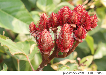 achiote on tree for harvest achiote on tree for harvest 140337856
