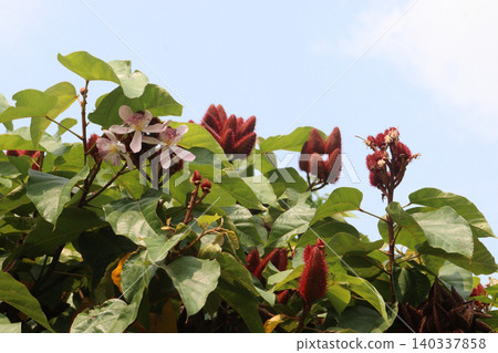 achiote on tree for harvest 140337858