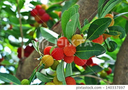 The bayberries have ripened to a red color (summer, June). The bayberries have ripened to a red color (summer, June). 140337897