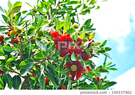 楊梅已經成熟變紅(夏季,六月)。 楊梅已經成熟變紅(夏季,六月)。 140337902