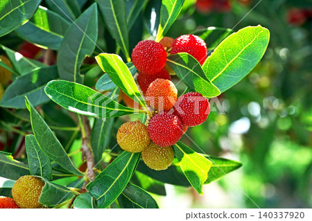楊梅已經成熟變紅(夏季,六月)。 楊梅已經成熟變紅(夏季,六月)。 140337920