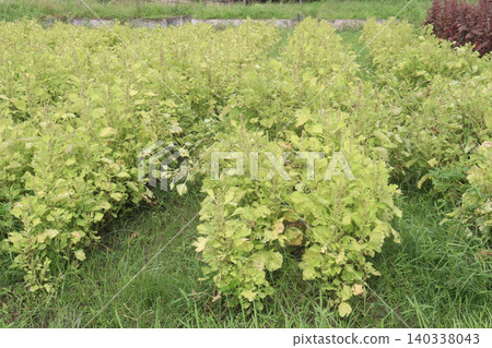 Amaranthus viridis on farm for sell Amaranthus viridis on farm for sell 140338043