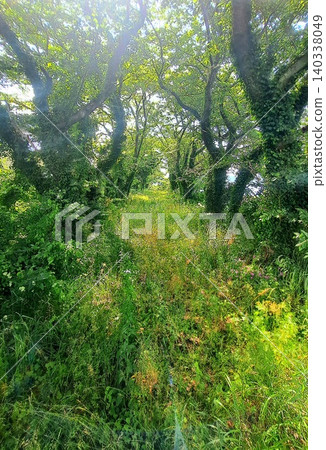 Unmaintained cherry tree-lined street bathed in sunlight, with its fresh green leaves. 140338049