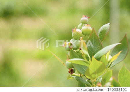 Blueberry blueberry Blueberry blueberry 140338101