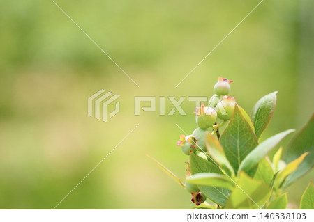 Blueberry blueberry Blueberry blueberry 140338103