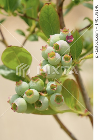 Blueberry blueberry Blueberry blueberry 140338146