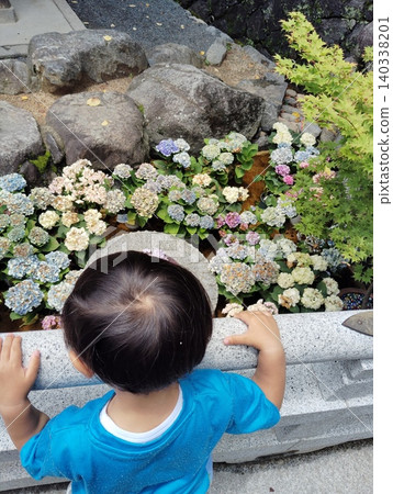 A photograph taken in natural light of a boy's back as he gazes at hydrangeas in bloom at a temple. A photograph taken in natural light of a boy's back as he gazes at hydrangeas in bloom at a temple. 140338201