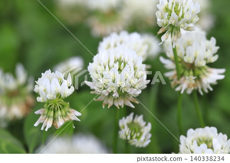 Cute white clover 140338234