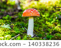 Benitetake 140338236