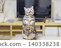 A cat standing up with its tongue sticking out 140338238