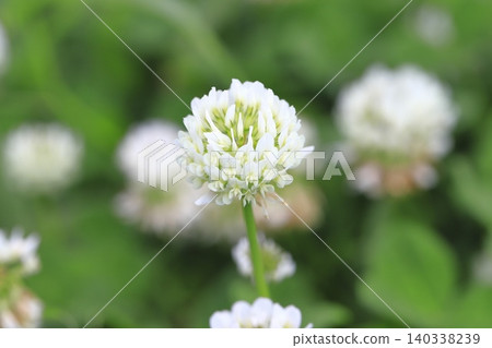 Cute white clover Cute white clover 140338239
