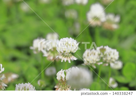 Cute white clover 140338247