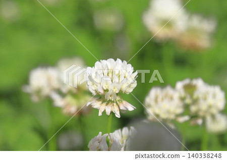 Cute white clover 140338248