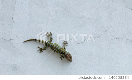 A gecko is clinging to the concrete wall. A gecko is clinging to the concrete wall. 140338284