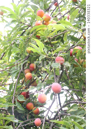 Apricot on tree in farm for harvest are cash crops Apricot on tree in farm for harvest are cash crops 140338321