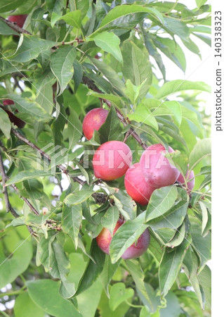 Apricot on tree in farm for harvest are cash crops Apricot on tree in farm for harvest are cash crops 140338323