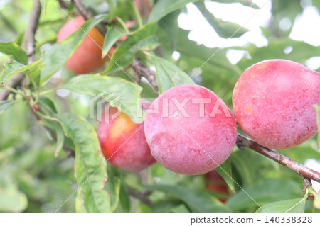 Apricot on tree in farm for harvest are cash crops Apricot on tree in farm for harvest are cash crops 140338328