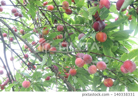 Apricot on tree in farm for harvest are cash crops 140338331
