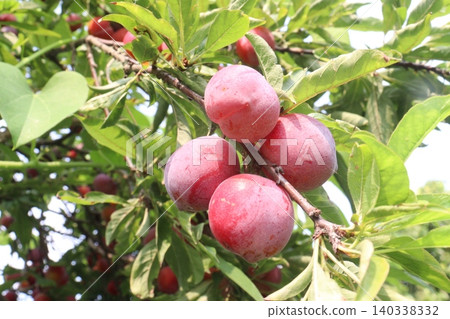 Apricot on tree in farm for harvest are cash crops Apricot on tree in farm for harvest are cash crops 140338332