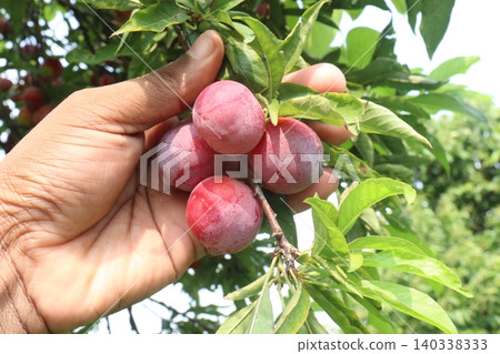 Apricot on tree in farm for harvest are cash crops 140338333