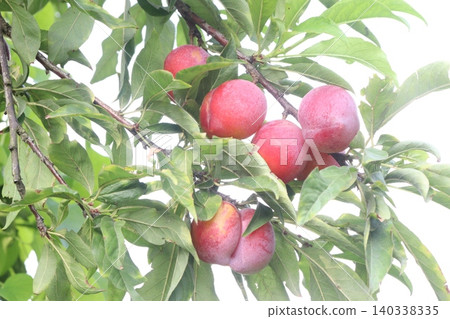 Apricot on tree in farm for harvest are cash crops Apricot on tree in farm for harvest are cash crops 140338335