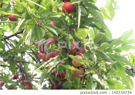 Apricot on tree in farm for harvest are cash crops Apricot on tree in farm for harvest are cash crops 140338336