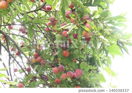 Apricot on tree in farm for harvest are cash crops Apricot on tree in farm for harvest are cash crops 140338337