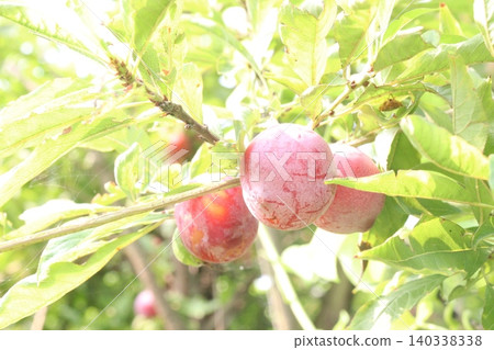 Apricot on tree in farm for harvest are cash crops Apricot on tree in farm for harvest are cash crops 140338338