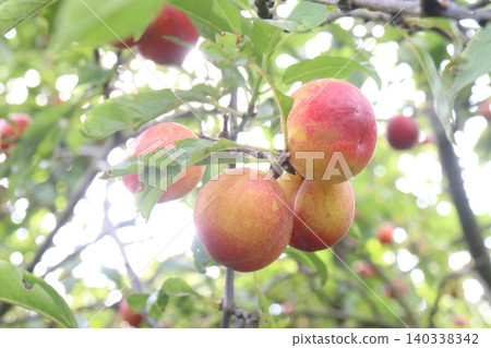 Apricot on tree in farm for harvest are cash crops Apricot on tree in farm for harvest are cash crops 140338342