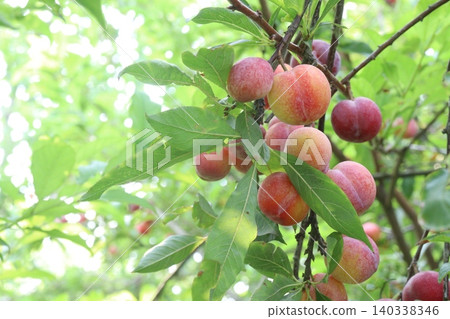 Apricot on tree in farm for harvest are cash crops Apricot on tree in farm for harvest are cash crops 140338346