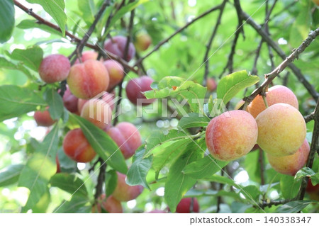 Apricot on tree in farm for harvest are cash crops Apricot on tree in farm for harvest are cash crops 140338347