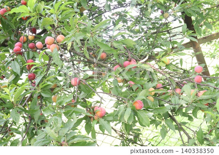 Apricot on tree in farm for harvest are cash crops Apricot on tree in farm for harvest are cash crops 140338350
