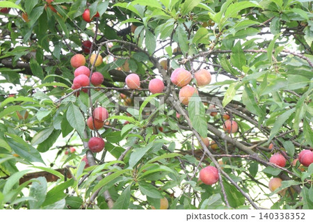 Apricot on tree in farm for harvest are cash crops Apricot on tree in farm for harvest are cash crops 140338352