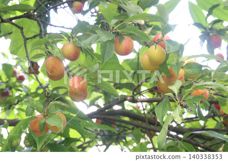 Apricot on tree in farm for harvest are cash crops Apricot on tree in farm for harvest are cash crops 140338353