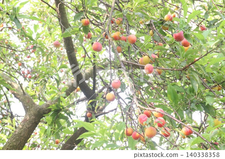 Apricot on tree in farm for harvest are cash crops Apricot on tree in farm for harvest are cash crops 140338358