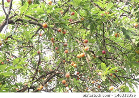 Apricot on tree in farm for harvest are cash crops Apricot on tree in farm for harvest are cash crops 140338359