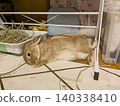 Netherland Dwarf rabbits sleeping in extremely small spaces. 140338410