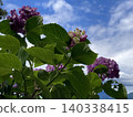 Blue sky and purple hydrangeas 140338415