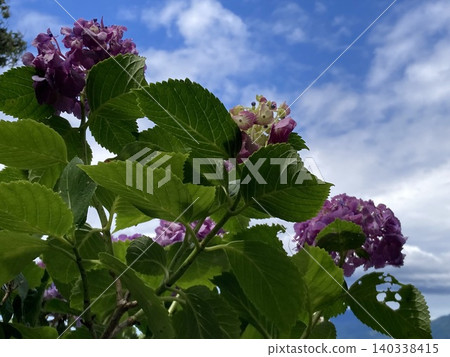 Blue sky and purple hydrangeas 140338415