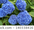 Blue hydrangea 140338416