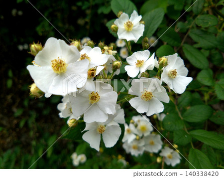 White wild rose blossoms and buds in the early summer garden. White wild rose blossoms and buds in the early summer garden. 140338420