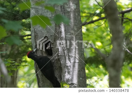 一隻黑啄木鳥幼鳥和它的父母從巢穴探出頭來。 一隻黑啄木鳥幼鳥和它的父母從巢穴探出頭來。 140338478