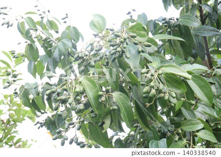 Cinnamomum tamala berries on tree in farm Cinnamomum tamala berries on tree in farm 140338540