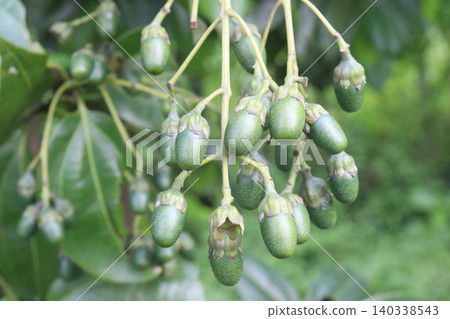 Cinnamomum tamala berries on tree in farm Cinnamomum tamala berries on tree in farm 140338543