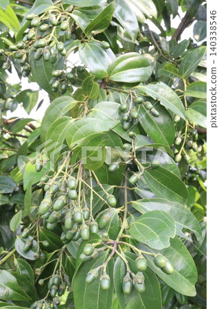 Cinnamomum tamala berries on tree in farm Cinnamomum tamala berries on tree in farm 140338546