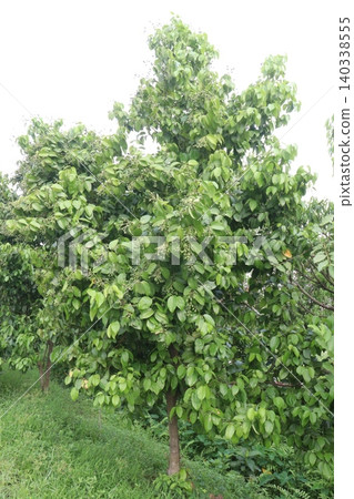 Cinnamomum tamala berries on tree in farm 140338555